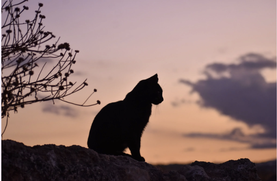 Underworld Journeys + Shadow Work