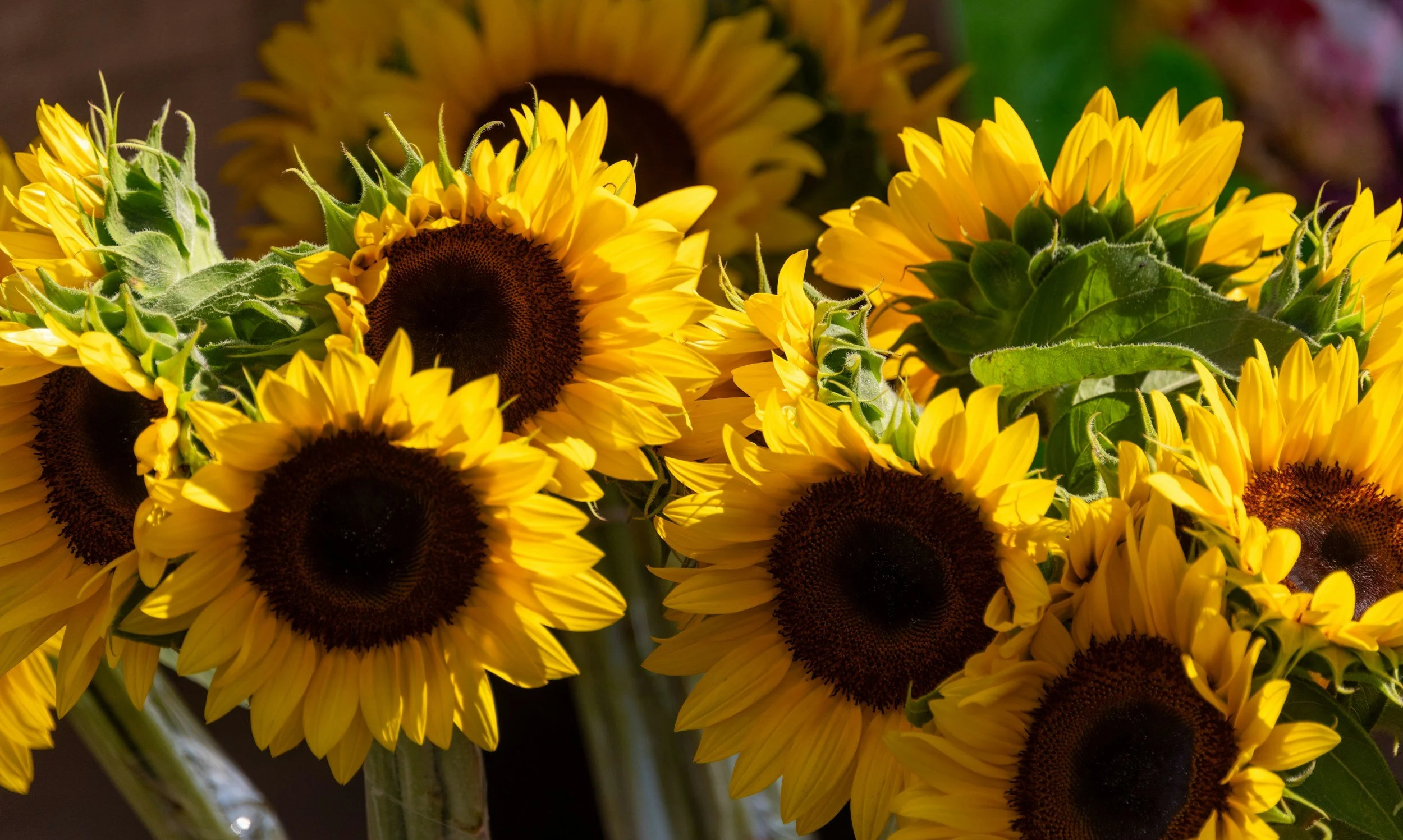 Clarkston Area Farmers' Market