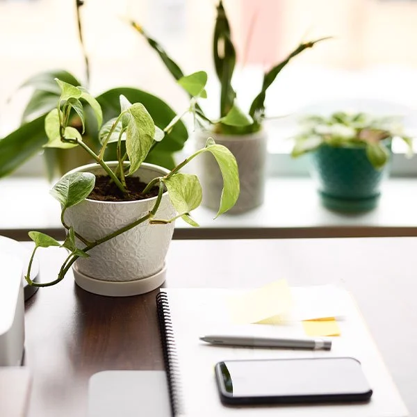 A close-up of a desk featuring a white ceramic potted plant in the foreground. A spiral notebook with a pen, a smartphone, and yellow sticky notes sit on the dark wood surface.