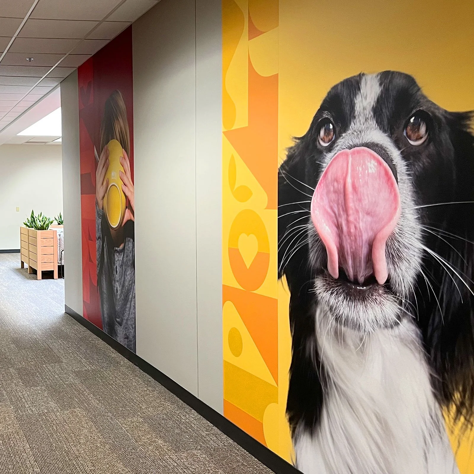 Environmental graphics design integrating large-scale imagery and color to energize long corridors.