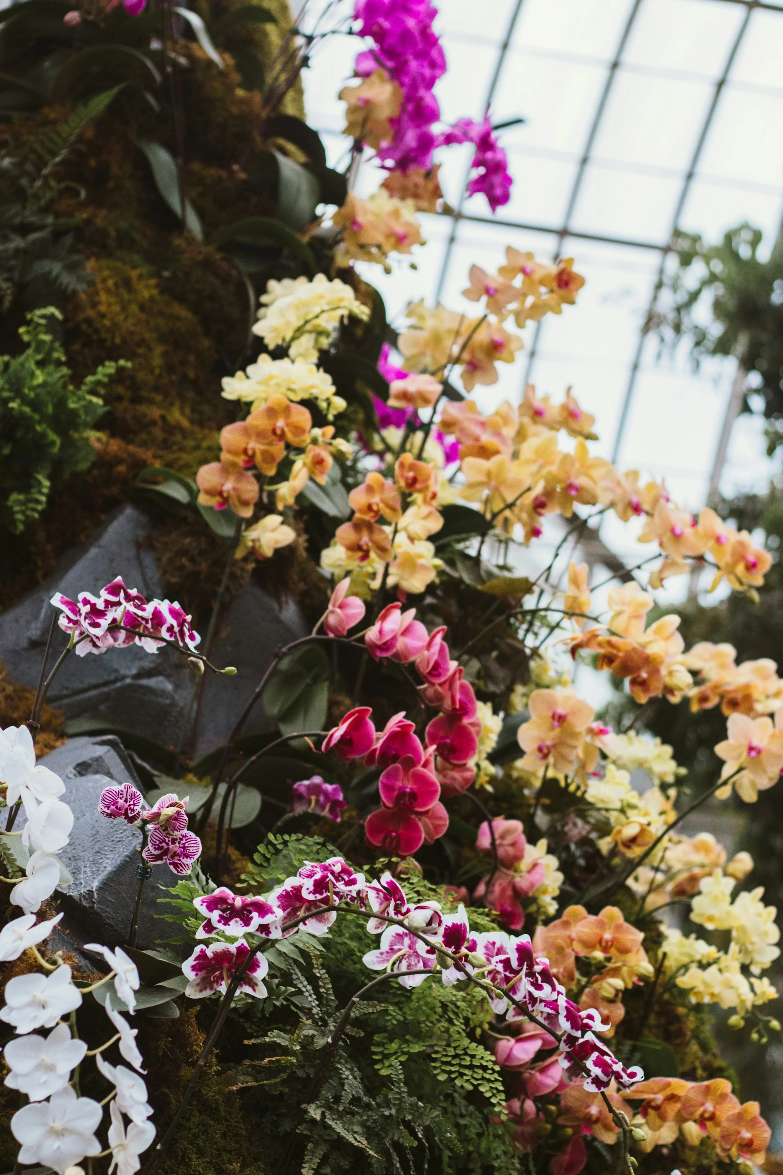 Colorful orchids in a greenhouse with glass ceiling and lush greenery.