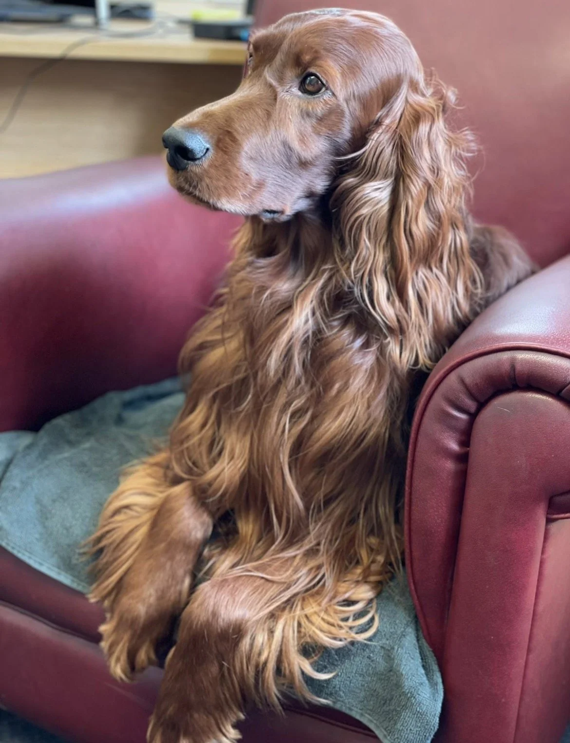 A brown retriever dog with long, wavy ears sitting on a red leather couch with a green towel underneath.