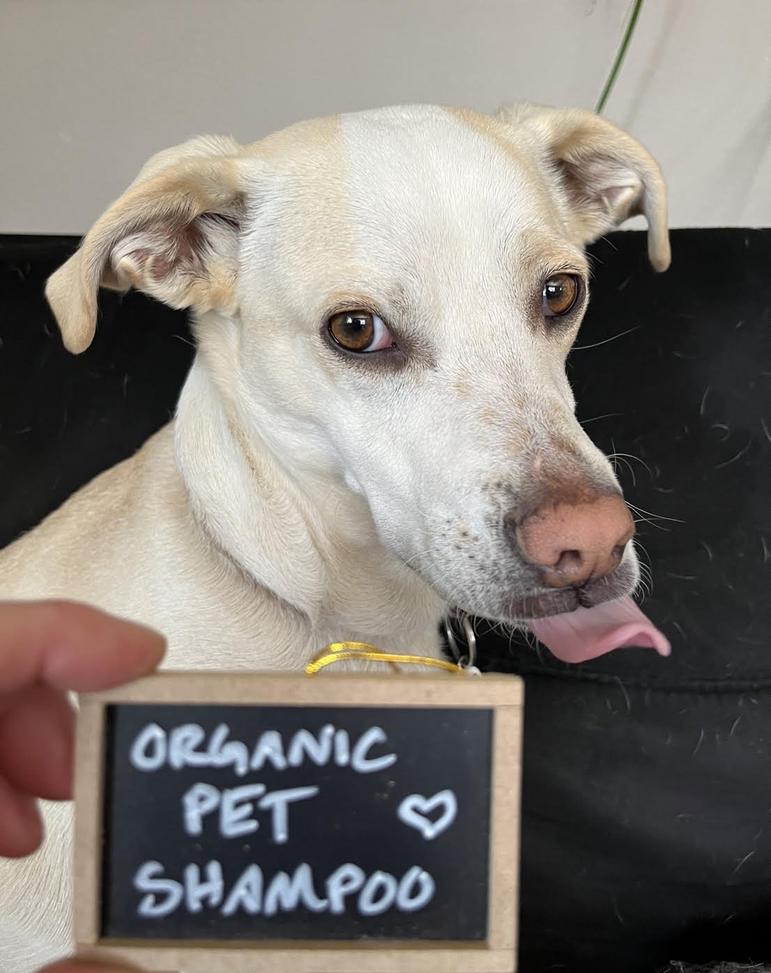 Doggo Shampoo