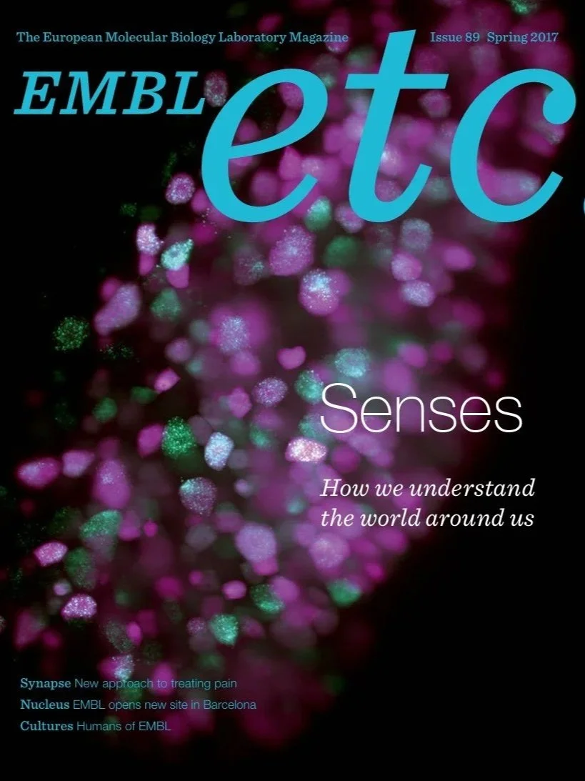 Issue 89, Spring 2017: A thematic issue on how organisms sense the world.
I provided editorial guidance and wrote clear, engaging
stories on sensory biology and pain research.