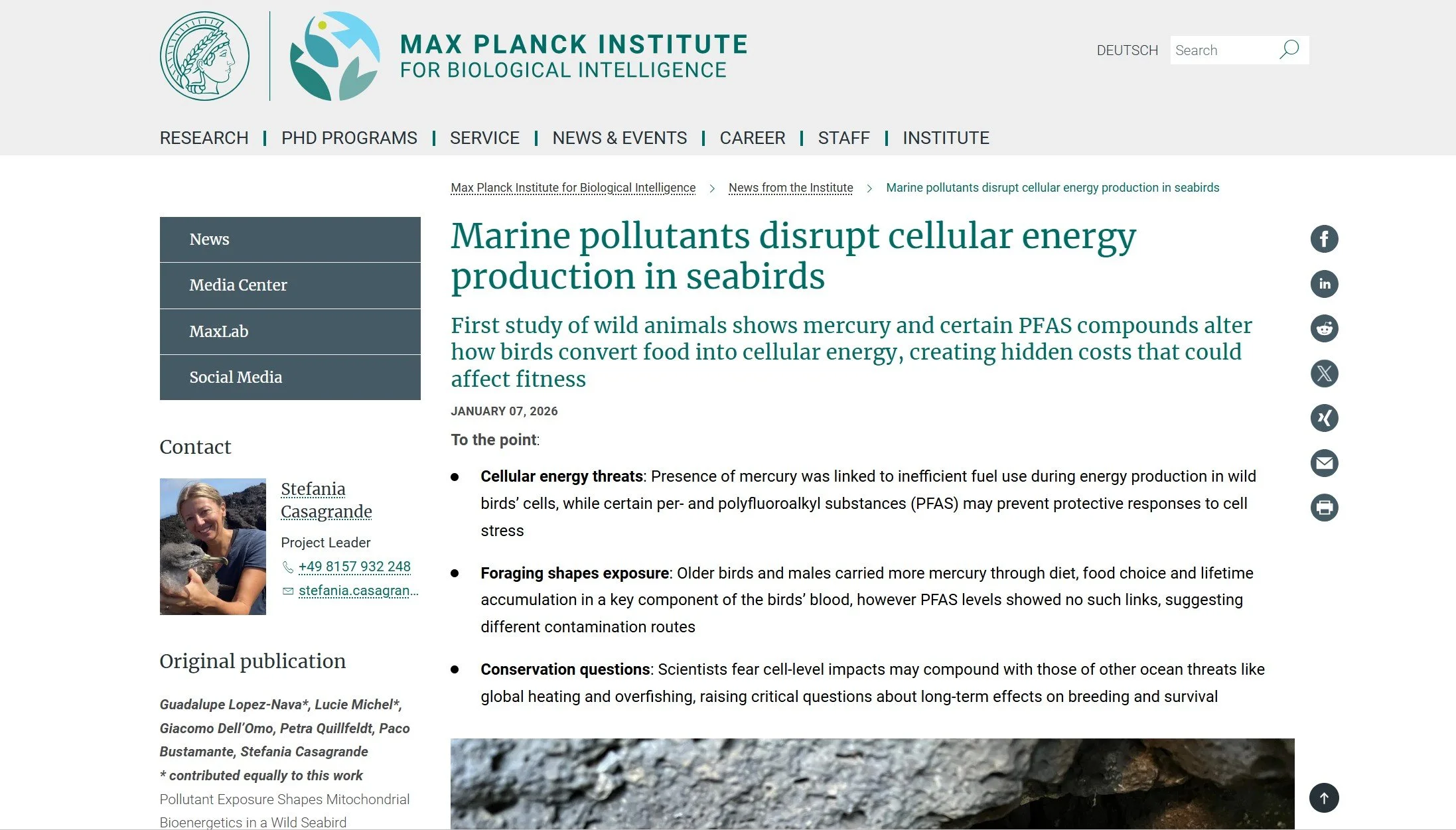 Press release for the Max Planck Institute for Biological Intelligence on flight behaviour and sensory processing in birds.