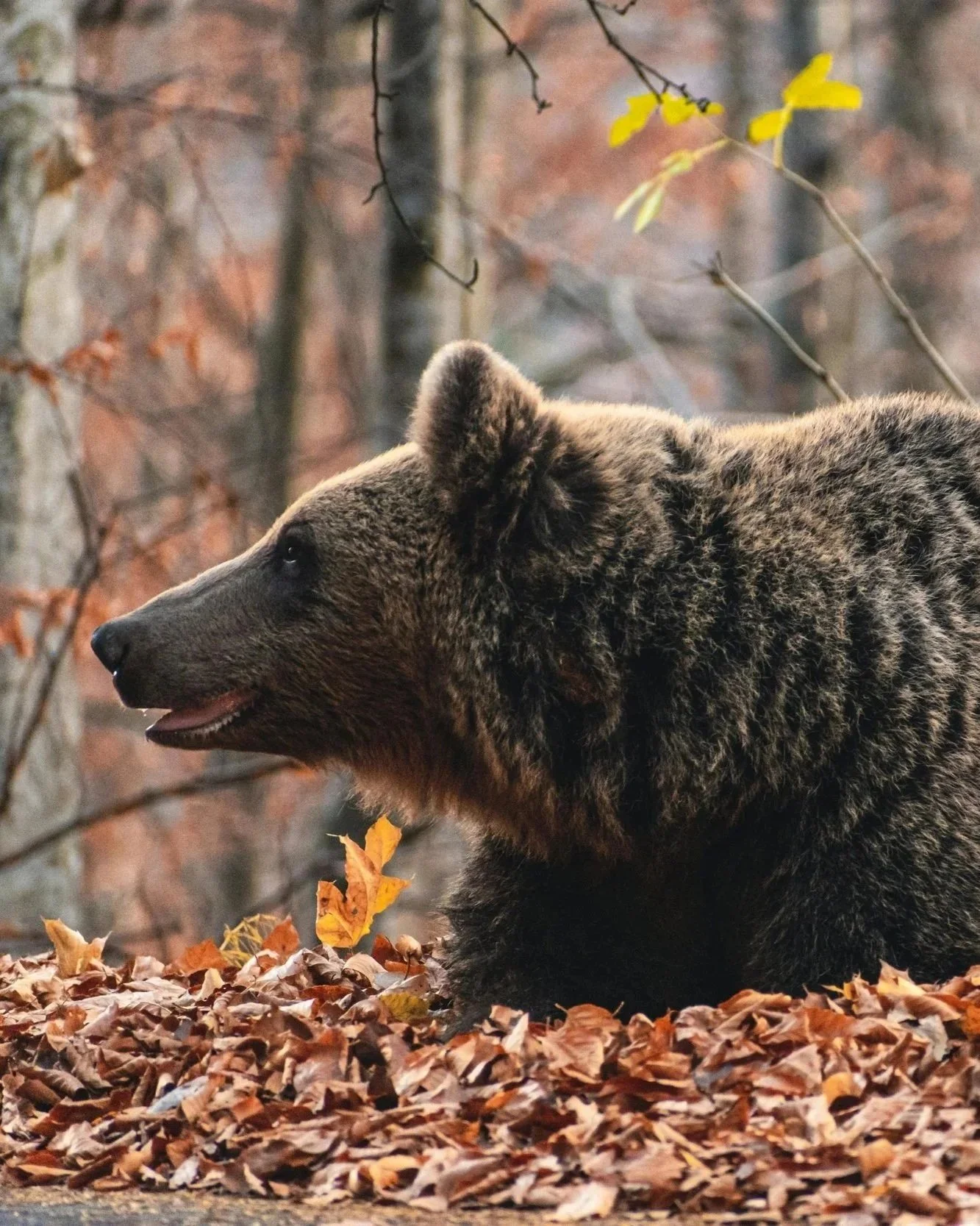 Ukrainian Protected Areas