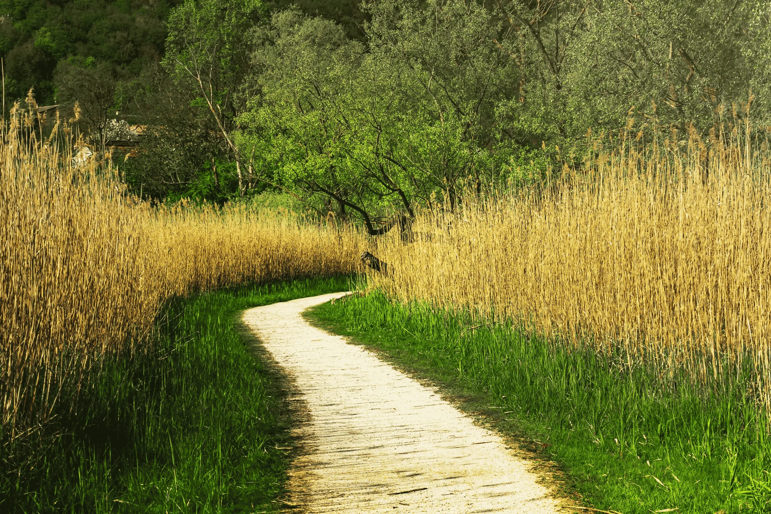 A peaceful, winding trail through a dense green forest, representing a path toward somatic healing.