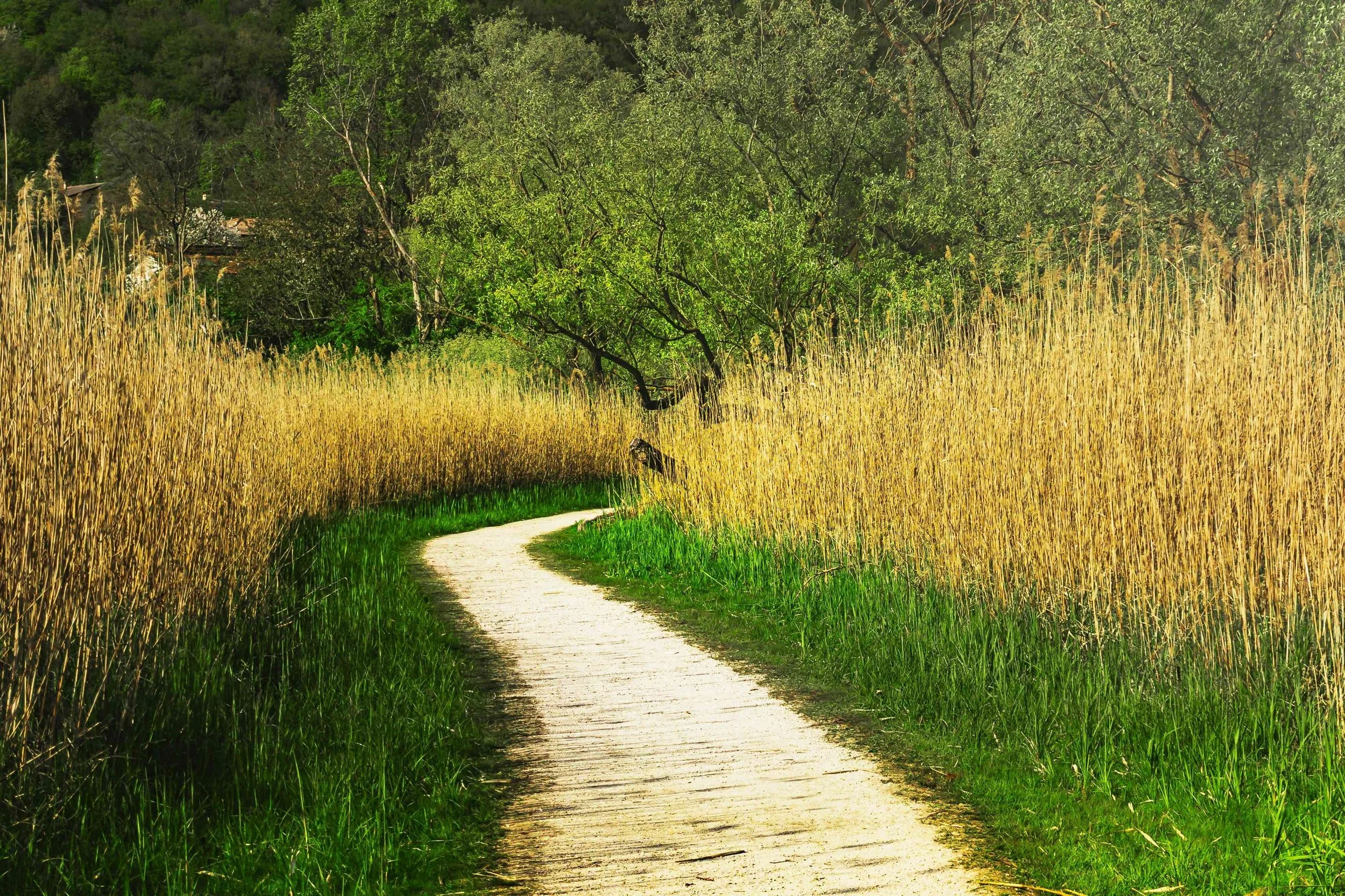 Walking path bordered by tall grasses, reeds, and greenery.