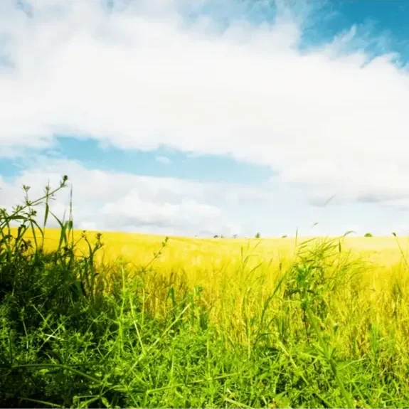 Tall, golden-green grass, representing grounding and present-moment awareness.
