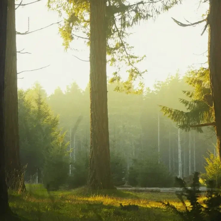 Golden light breaking through trees in a forest, representing clarity and FND regulation.