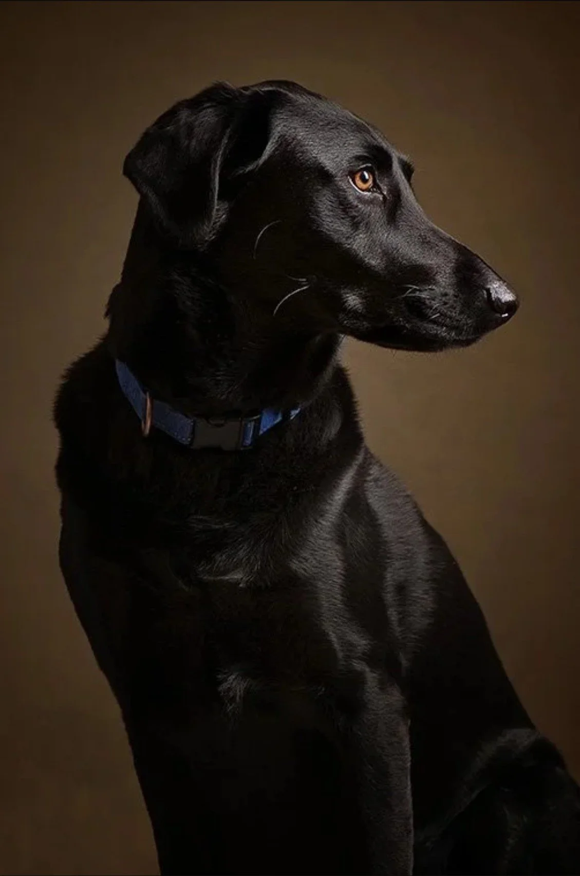 Profile of a black Labrador Retriever dog looking to the right, wearing a blue collar, against a dark background.