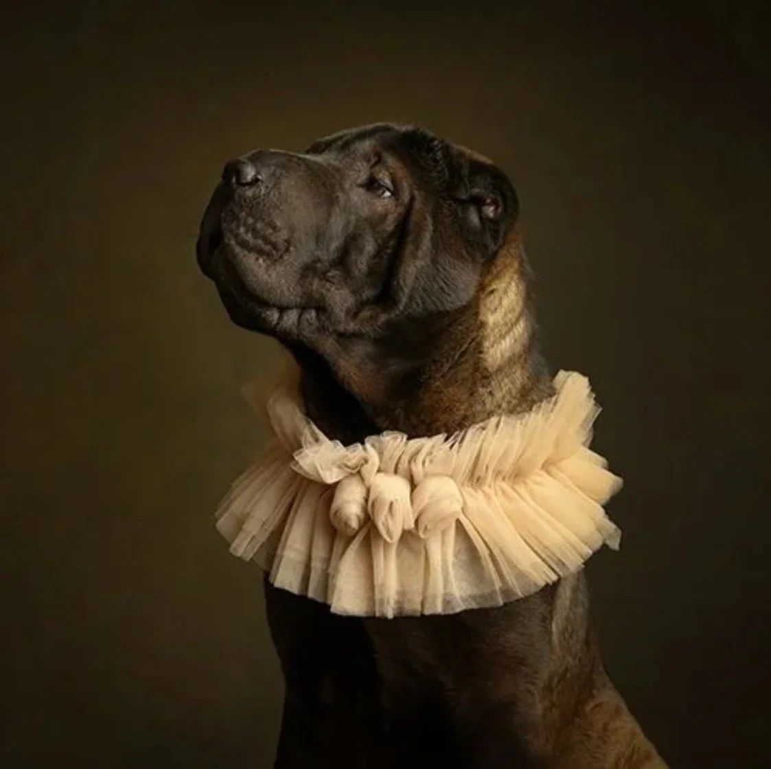 A large dog, possibly a Mastiff, wearing a ruffled, light-colored fabric collar, sitting against a dark background with a calm and proud expression.