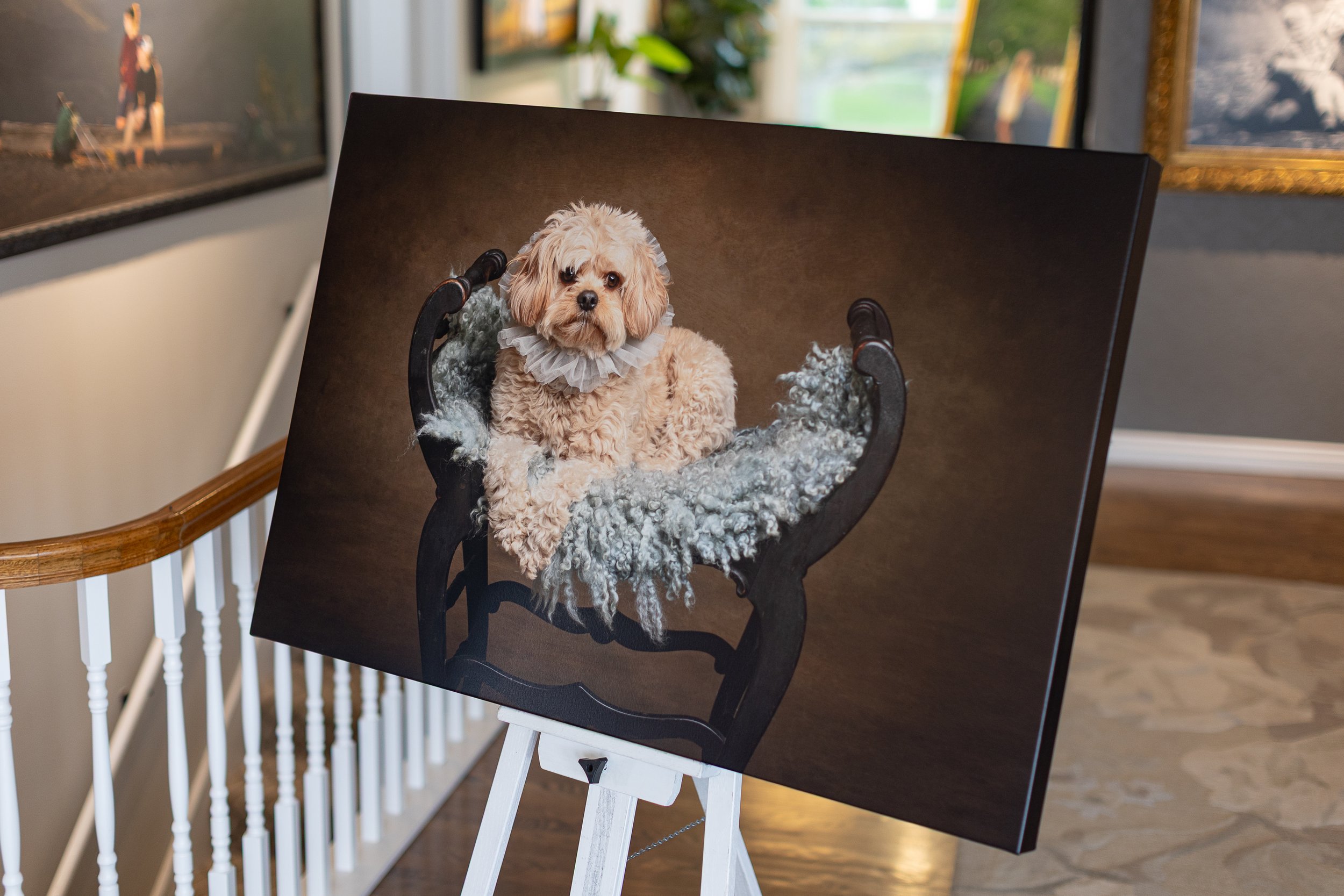 Photo of a dog with curly light-colored fur sitting on a chair with white and gray fluffy fabric, wearing a ruffled collar, placed on an easel in a room with paintings on the walls.