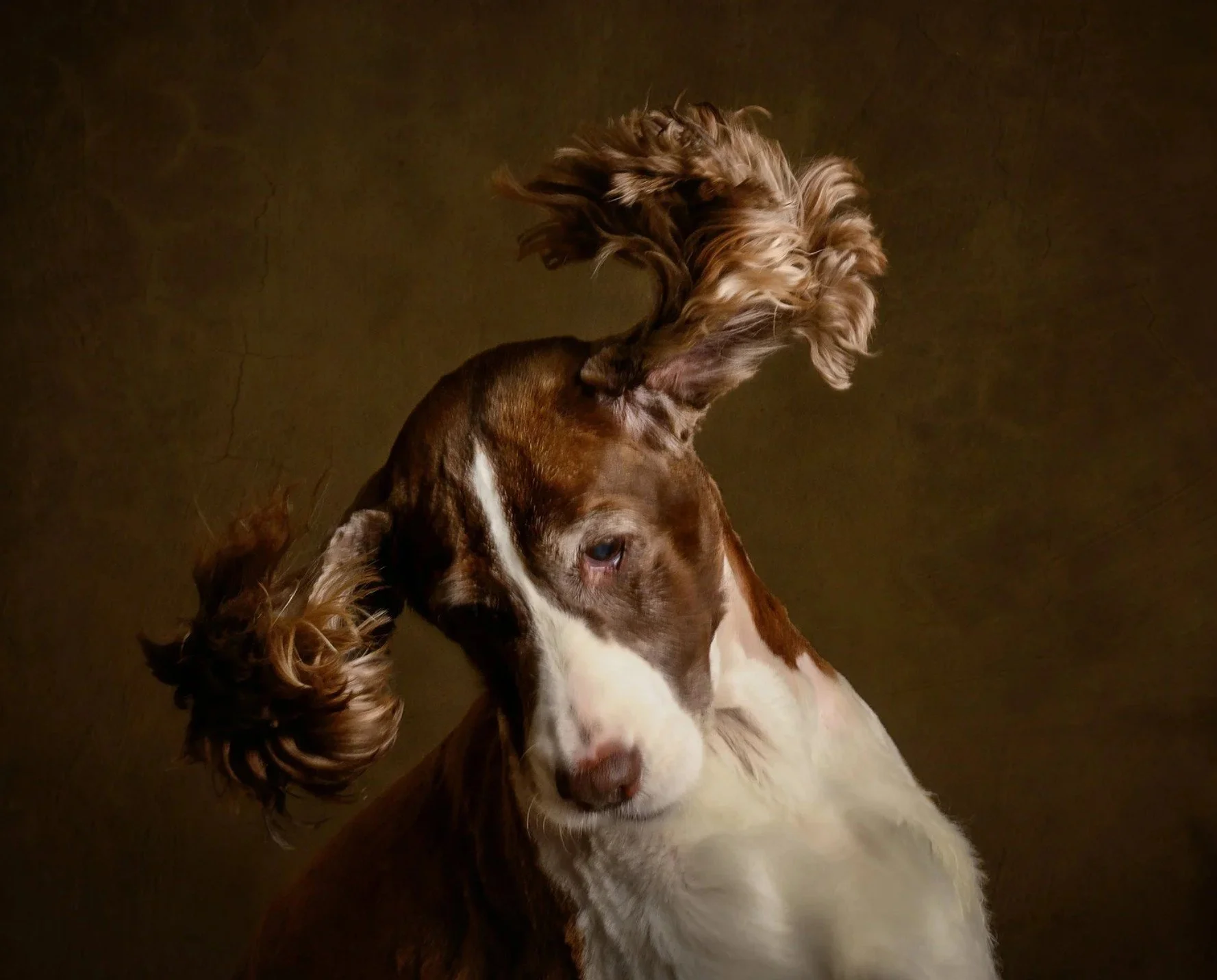 A close-up of a brown and white dog with floppy ears, lying on a dark floor.