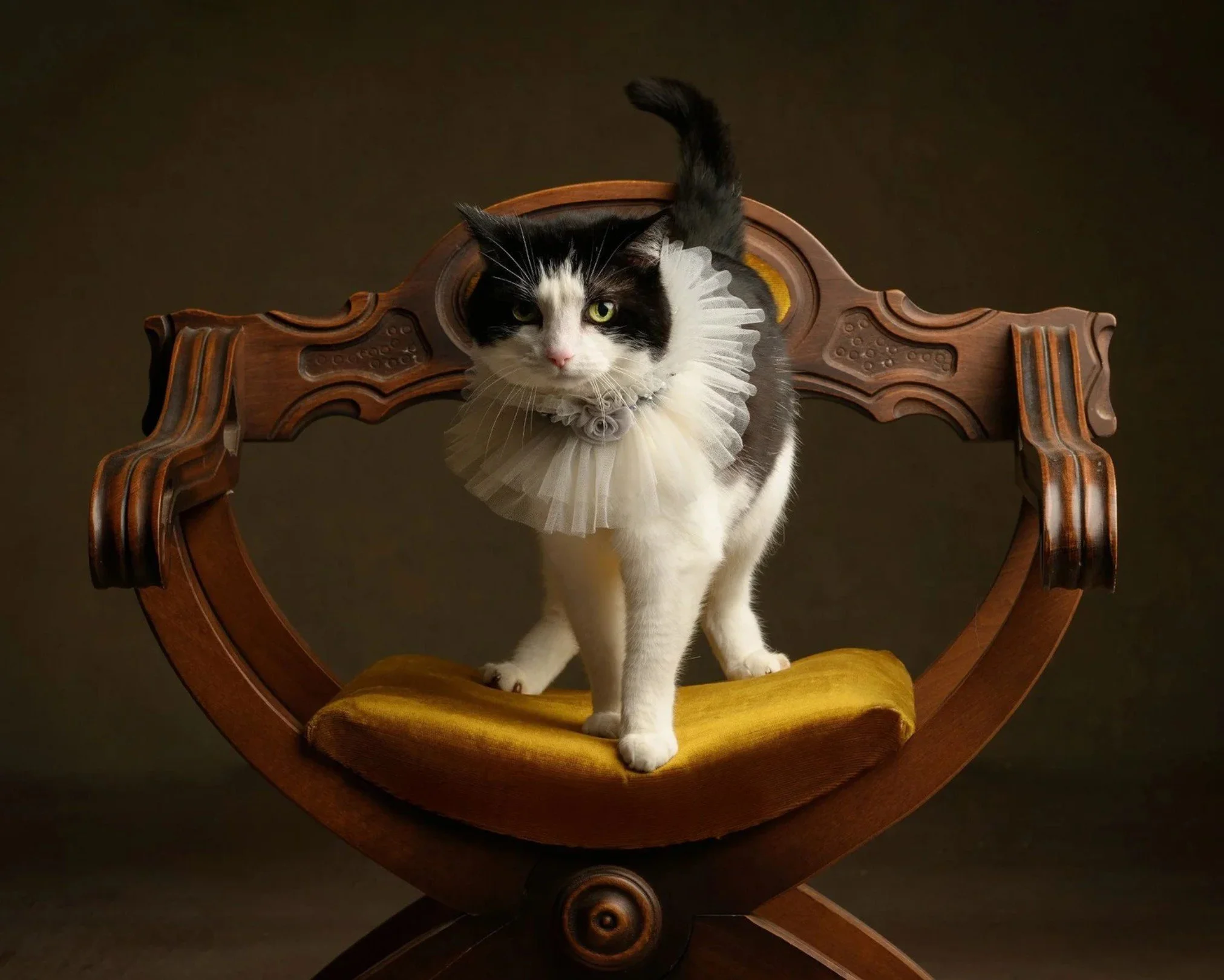 Black and white cat with green eyes wearing a frilly white collar sitting on a vintage wooden chair with yellow upholstery against a dark background.