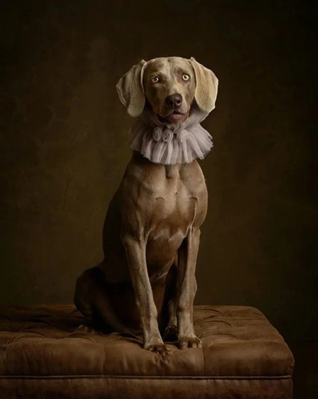 A dog with a tan coat wearing a ruffled white collar, sitting on a brown cushioned surface against a dark background.