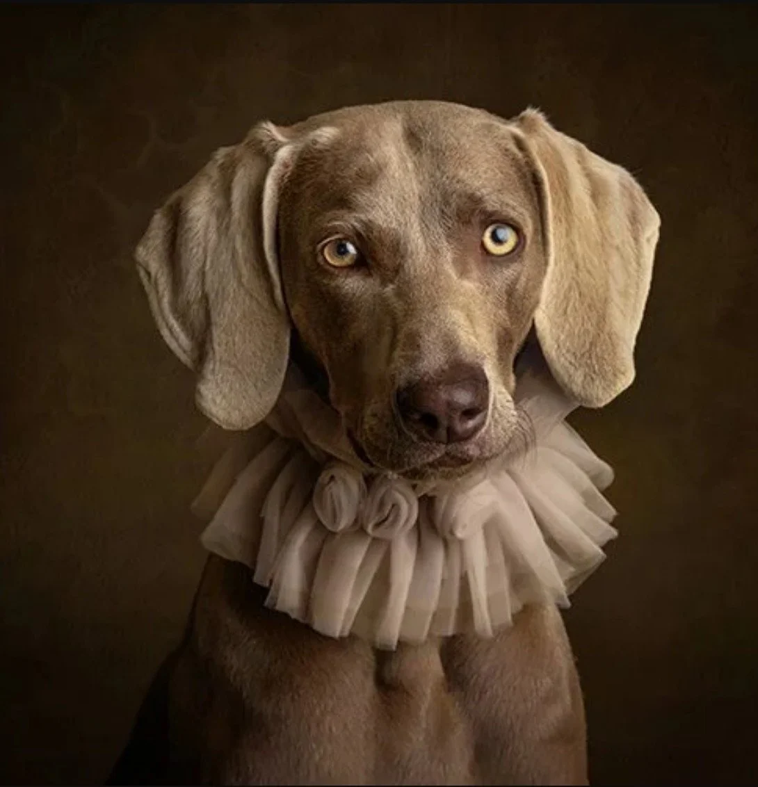 A brown dog with light-colored eyes wearing a beige frilly collar, sitting on a dark background and looking at the camera.