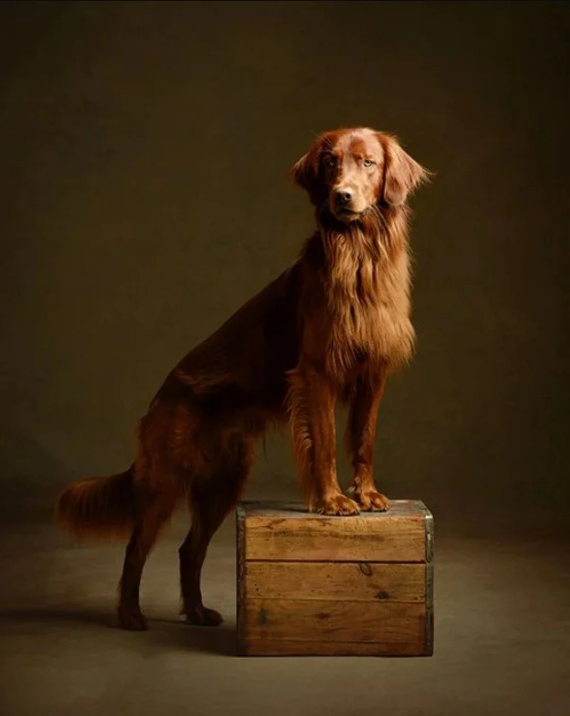 A brown dog, likely a retriever, standing on a wooden box against a dark background, looking at the camera.