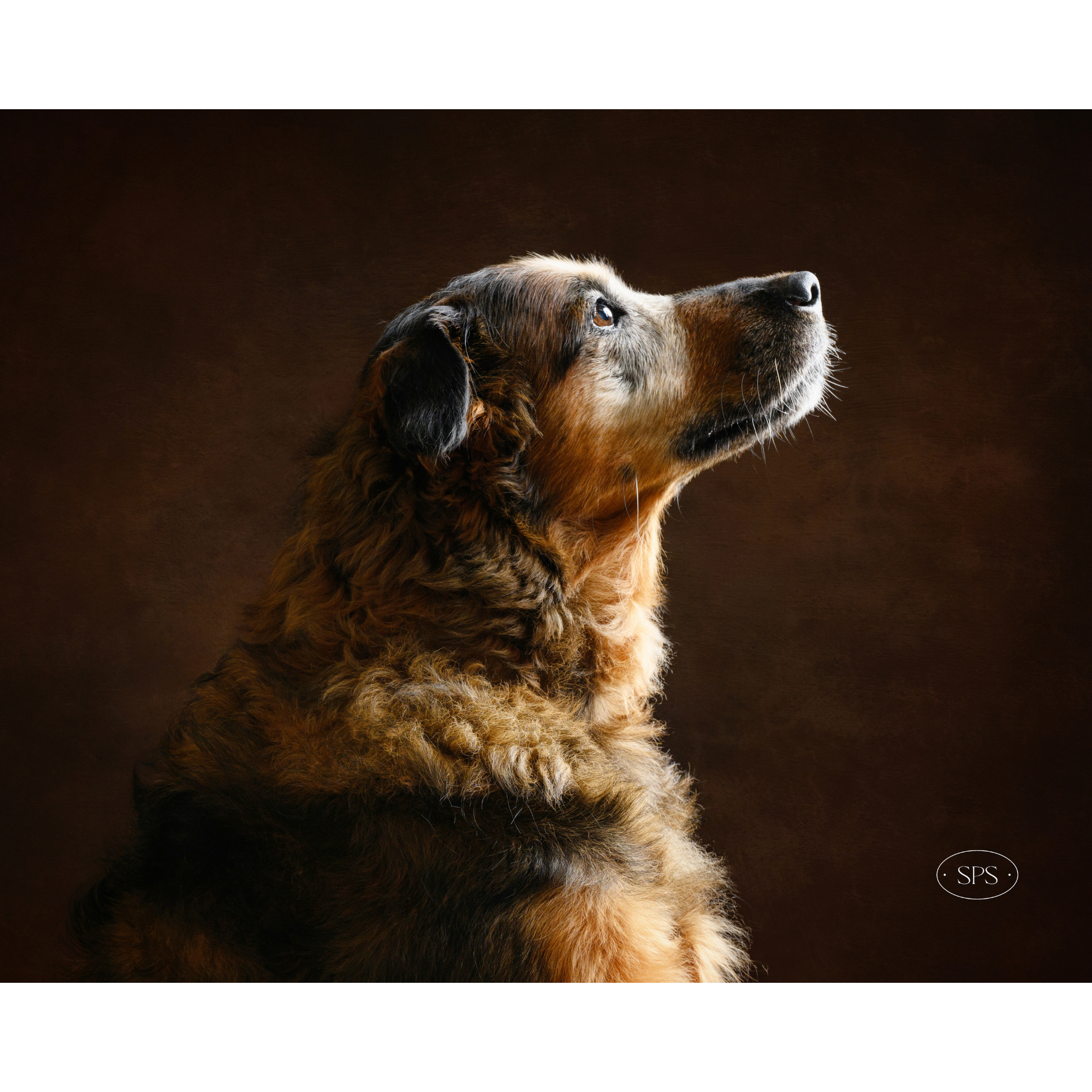 A close-up photo of a dog's face in profile, looking upwards, with a dark brown background.