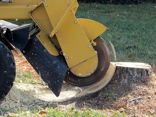 Professional stump grinding service removing a tree stump on a Minnesota property.
