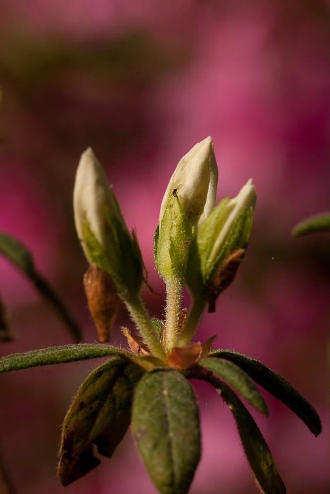 Close-up of a budding flower with cream-colored petals and green leaves, set against a blurred pink and green background.
