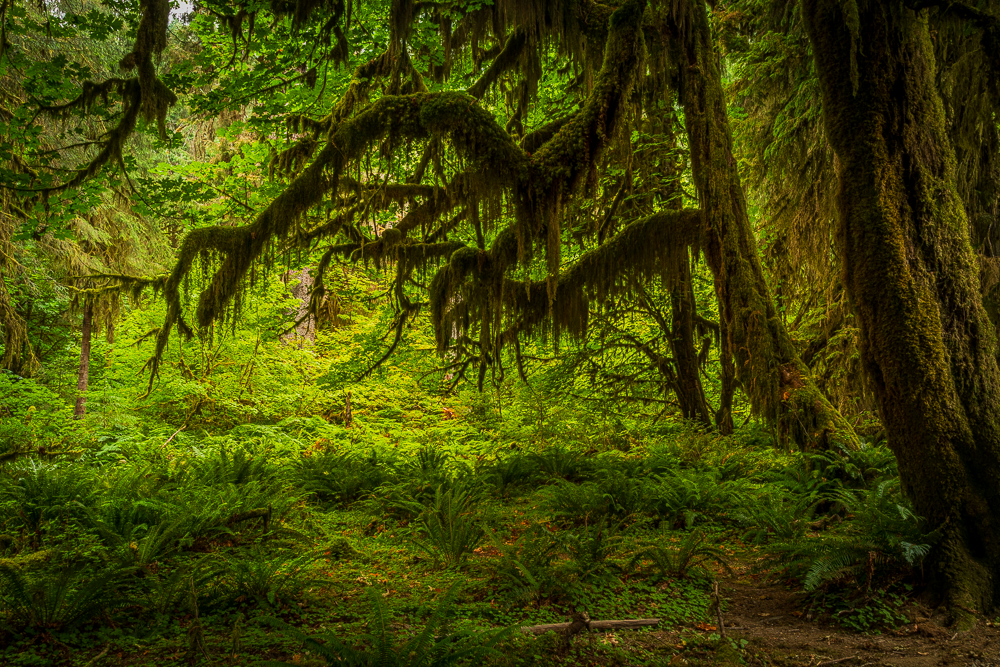 Lush green forest with moss-covered trees and ferns.