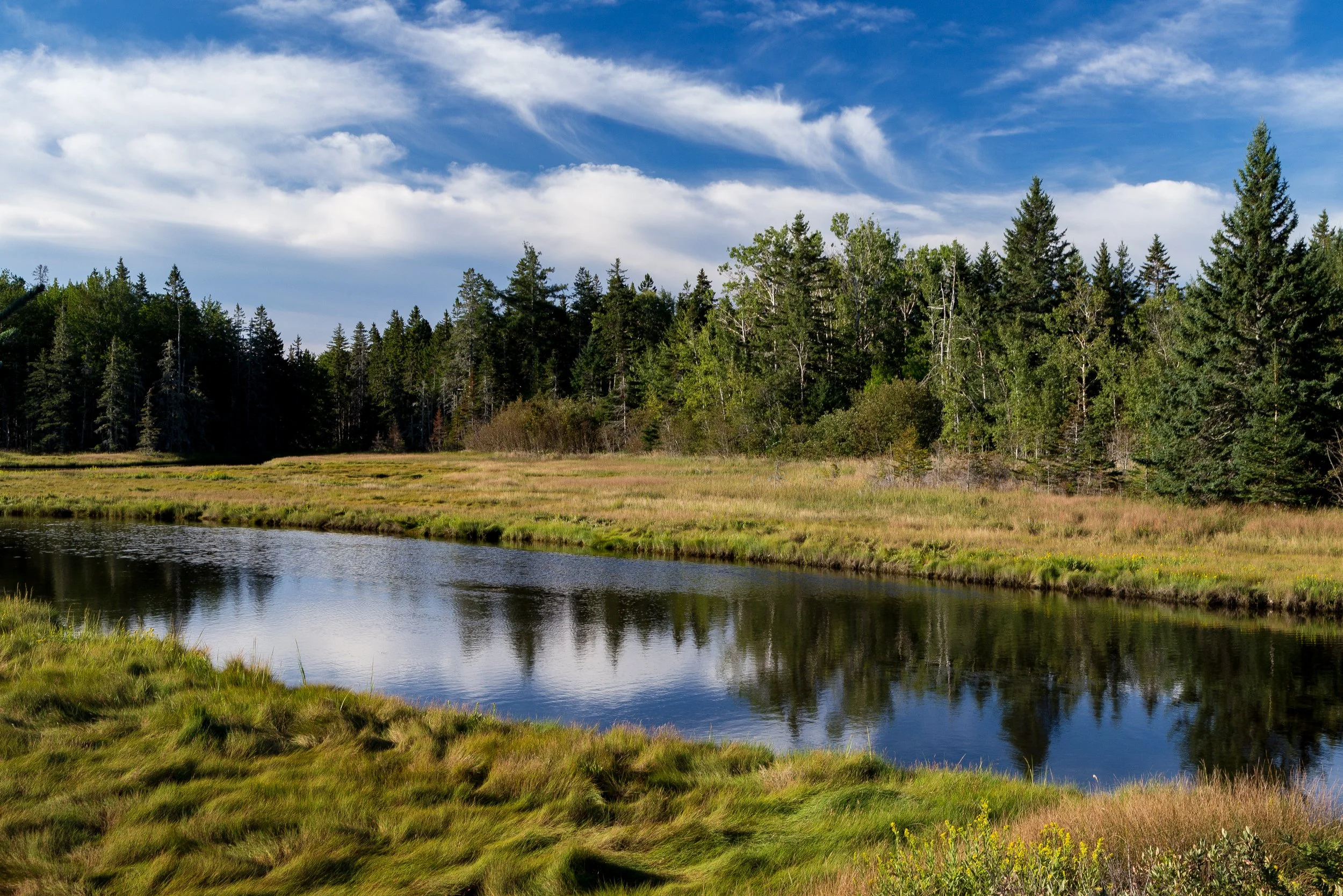Scenic landscape featuring a calm river with lush green grassy banks, a densely wooded forest of tall evergreen trees in the background, and a bright sky with scattered white clouds.