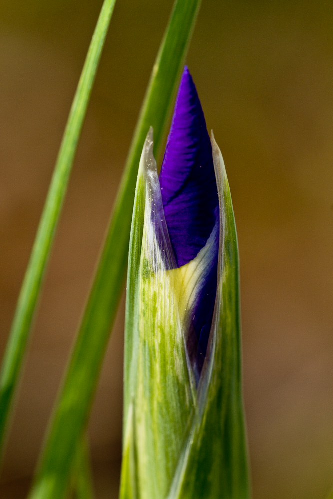 Close-up of a purple iris flower bud with green leaves.