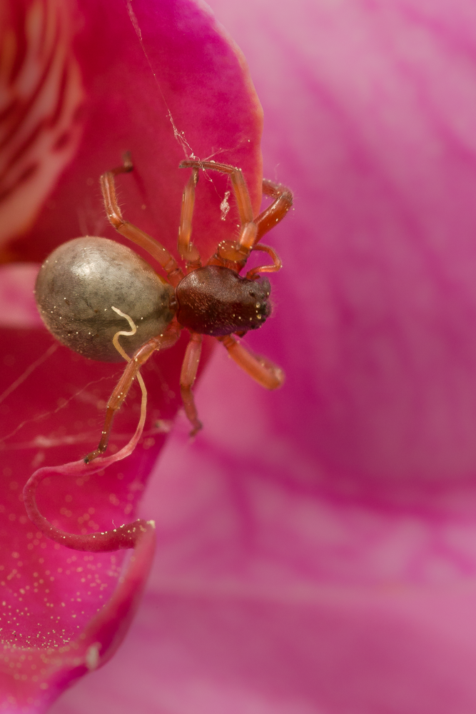 Close-up of a tiny spider with a gray abdomen and reddish-brown legs on a pink flower petal.