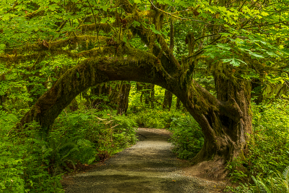 A dirt trail with a large, arching, moss-covered tree branch forming a natural tunnel in a dense green forest.