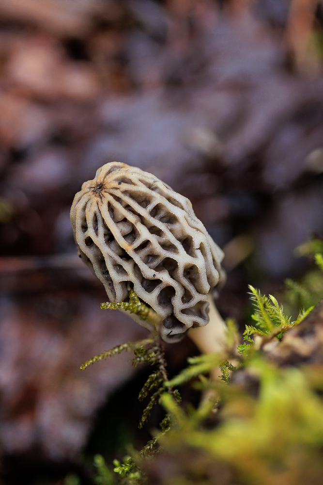 A dark, morbid-looking morel mushroom growing among moss and forest debris.