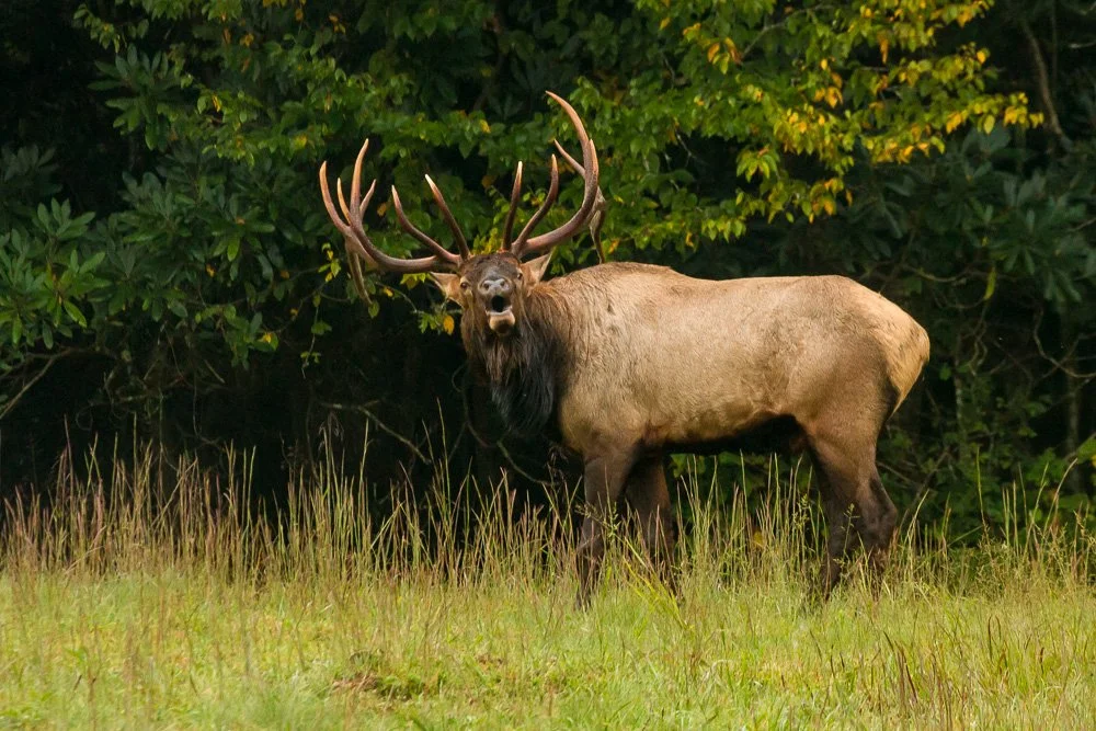 A large elk with impressive antlers standing in a grassy field with trees in the background.