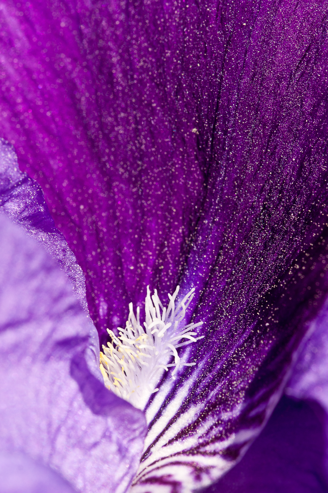 Close-up view of a purple flower petal with white stamen and yellow pollen, showing fine details and sparkling texture.