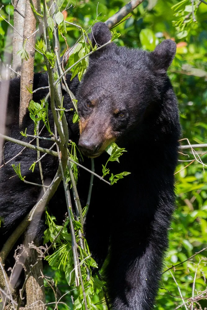 A black bear climbing a tree surrounded by green foliage.