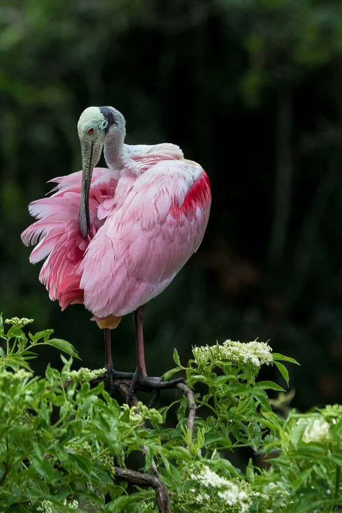 A pink and white stork standing on a branch among green foliage with a dark blurred background.