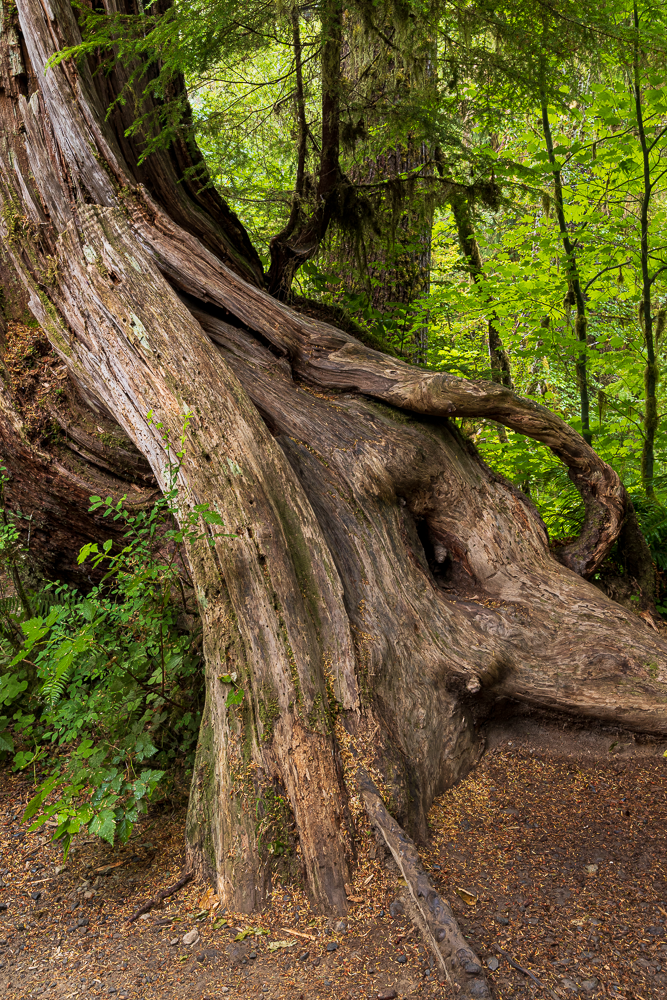 Close-up of a large, twisted, ancient tree trunk with colored moss and lush green leaves in the background.
