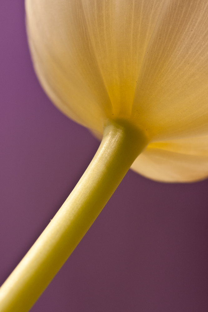 Close-up of a yellow flower petal and green stem with a purple background.