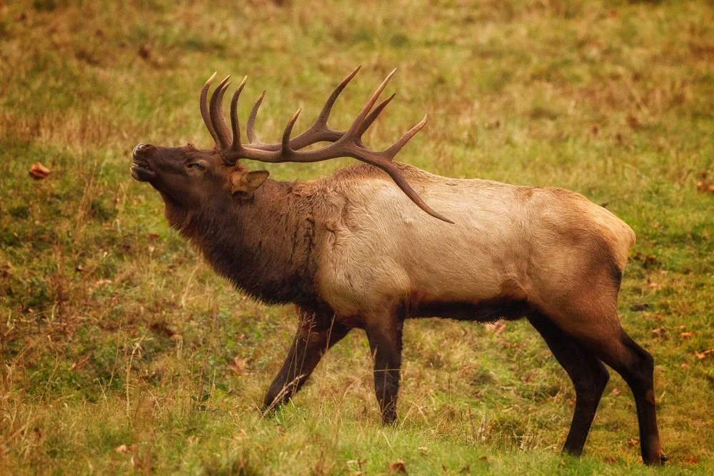 A moose standing on a grassy field with its mouth open, showing its antlers and dark brown fur.