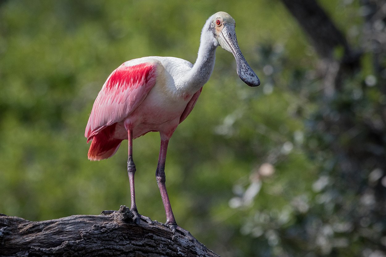 A pink and white bird, likely a Roseate Spoonbill, standing on a log with green foliage in the background.