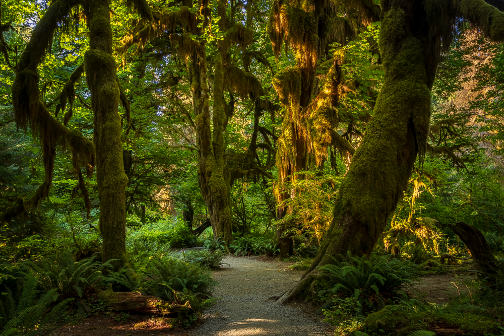 A lush, green forest with tall, moss-covered trees and a narrow dirt path winding through dense foliage.