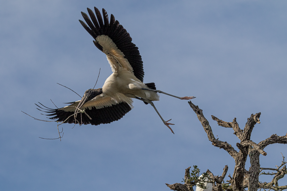 A large bird, likely a stork, flying away from a leafless tree against a cloudy sky.