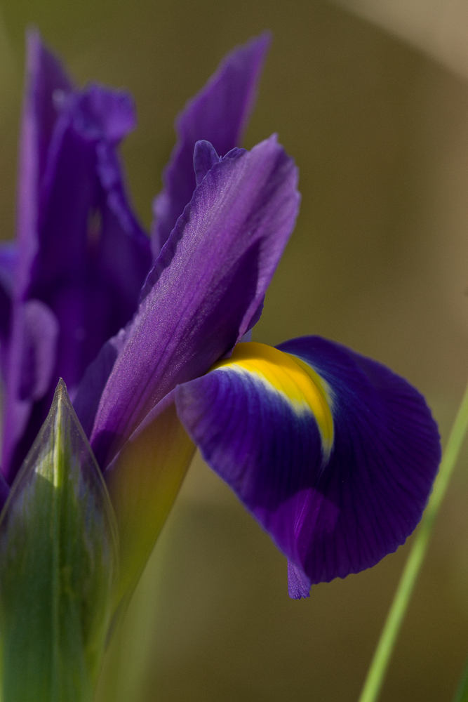 Close-up of a purple iris flower with yellow and white accents.
