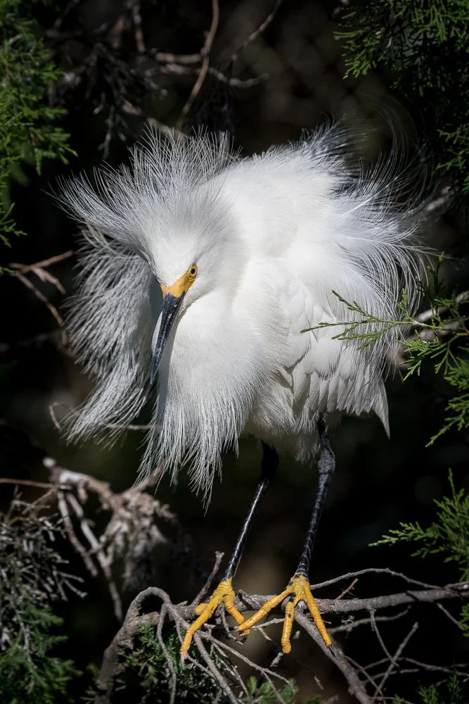 A White Egret perched on a tree branch surrounded by greenery.