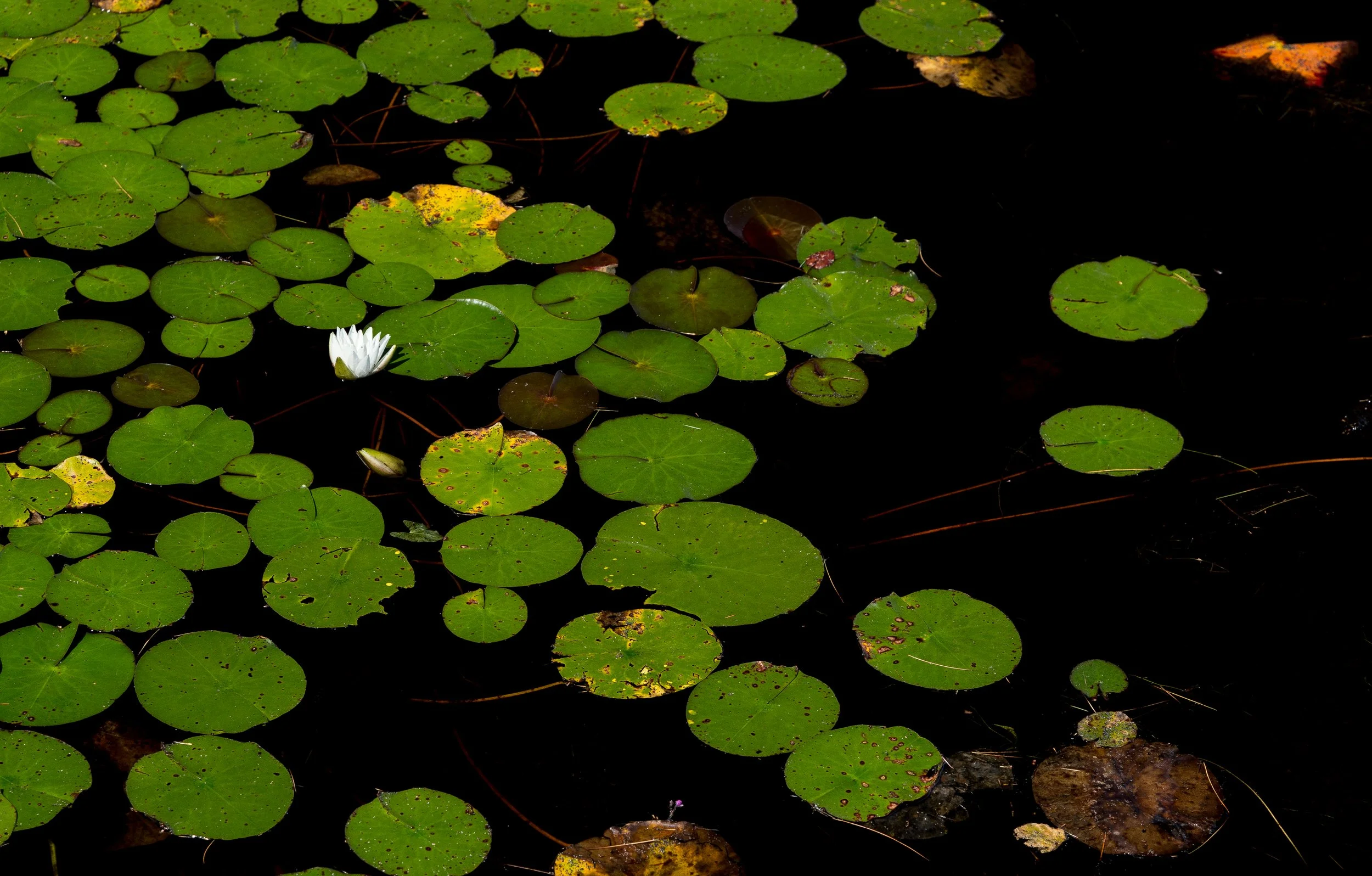 Green lily pads floating on dark water with a white water lily flower blooming among them.