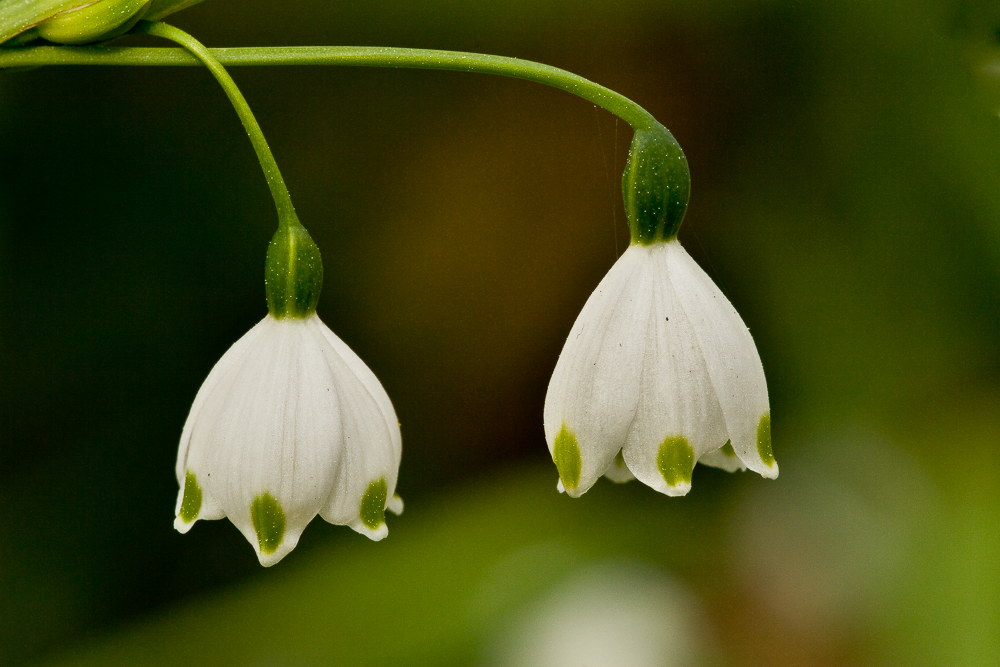 Two small white flowers with green tips hanging upside down on a green stem against a blurred green background.
