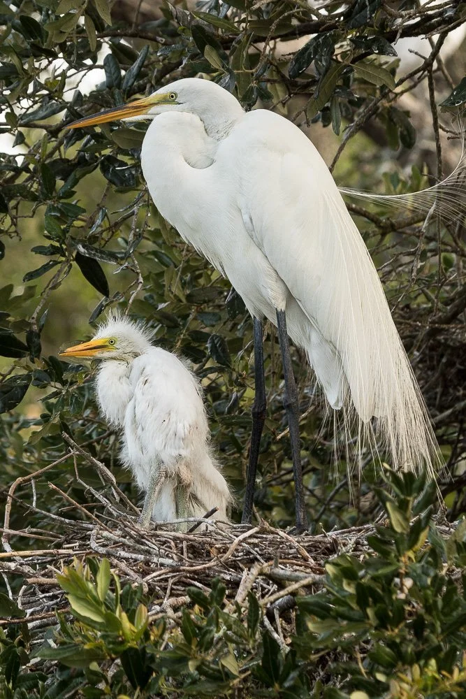 A large white egret standing in a nest with its chick, surrounded by green foliage.