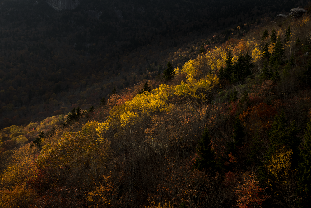 Colorful autumn forest on a mountain slope with trees in yellow, orange, and green, against a dark hillside background.