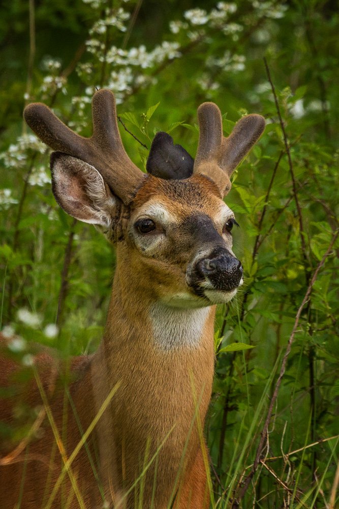 A deer with antlers standing in green foliage.