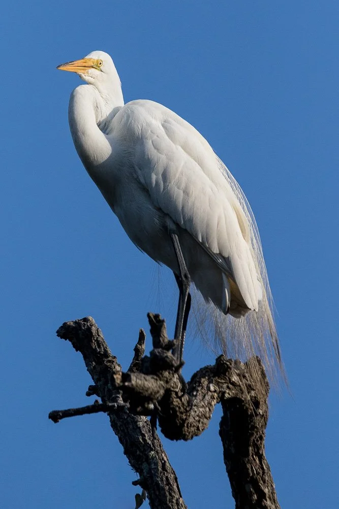 A large white heron perched on a tree branch against a clear blue sky.