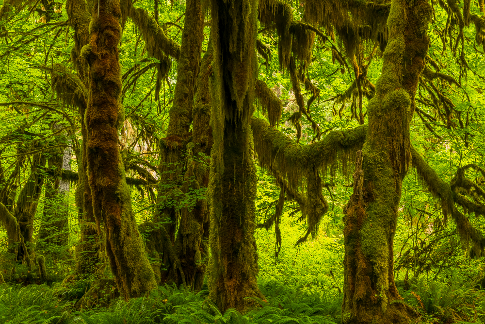 Dense green forest with tall trees covered in moss and lush vegetation.